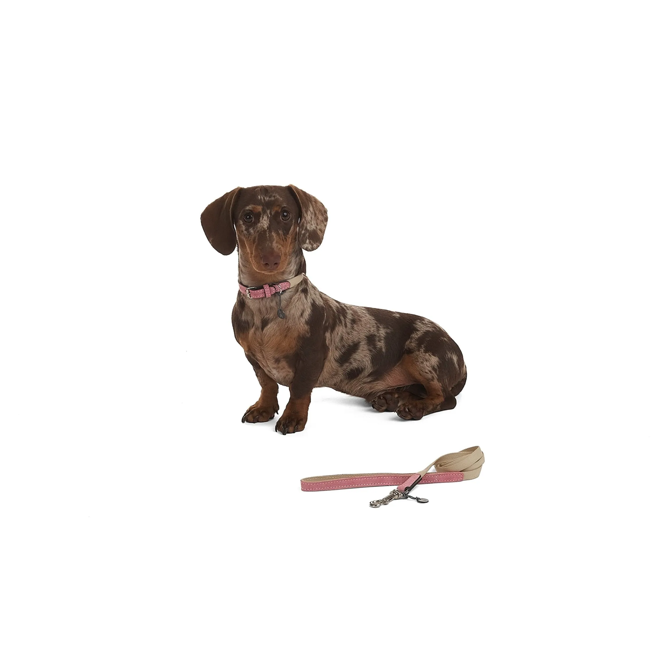 Baseball Dog Collar