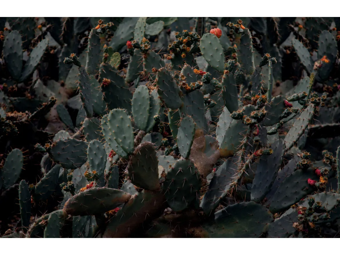 Cactus Flowers (oversized) Wool Scarf